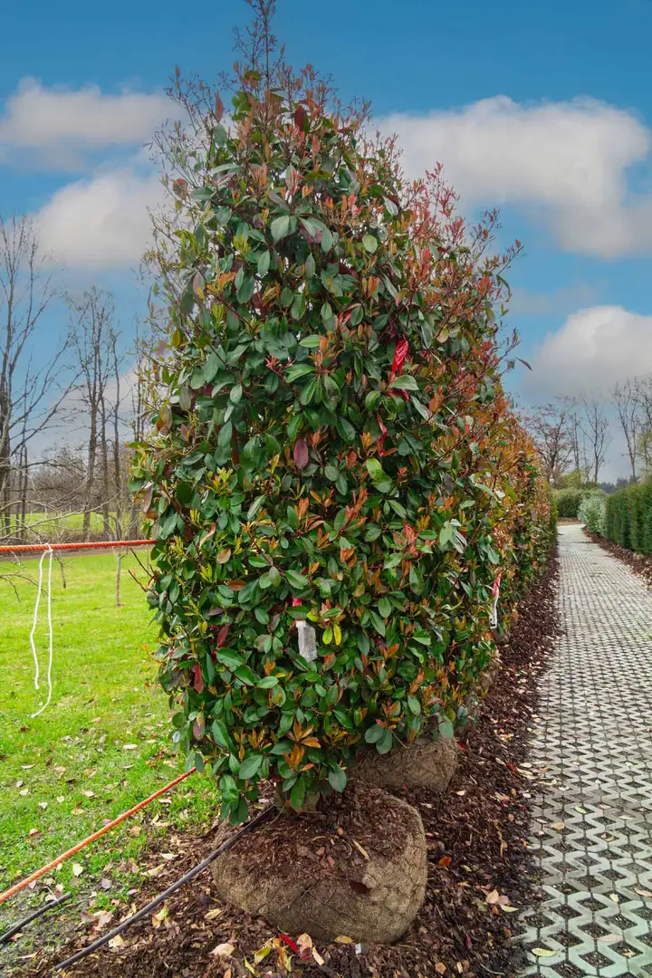 Glanzmispel 'Red Robin'