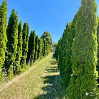 Thuja 'Smaragd' – Detail 11